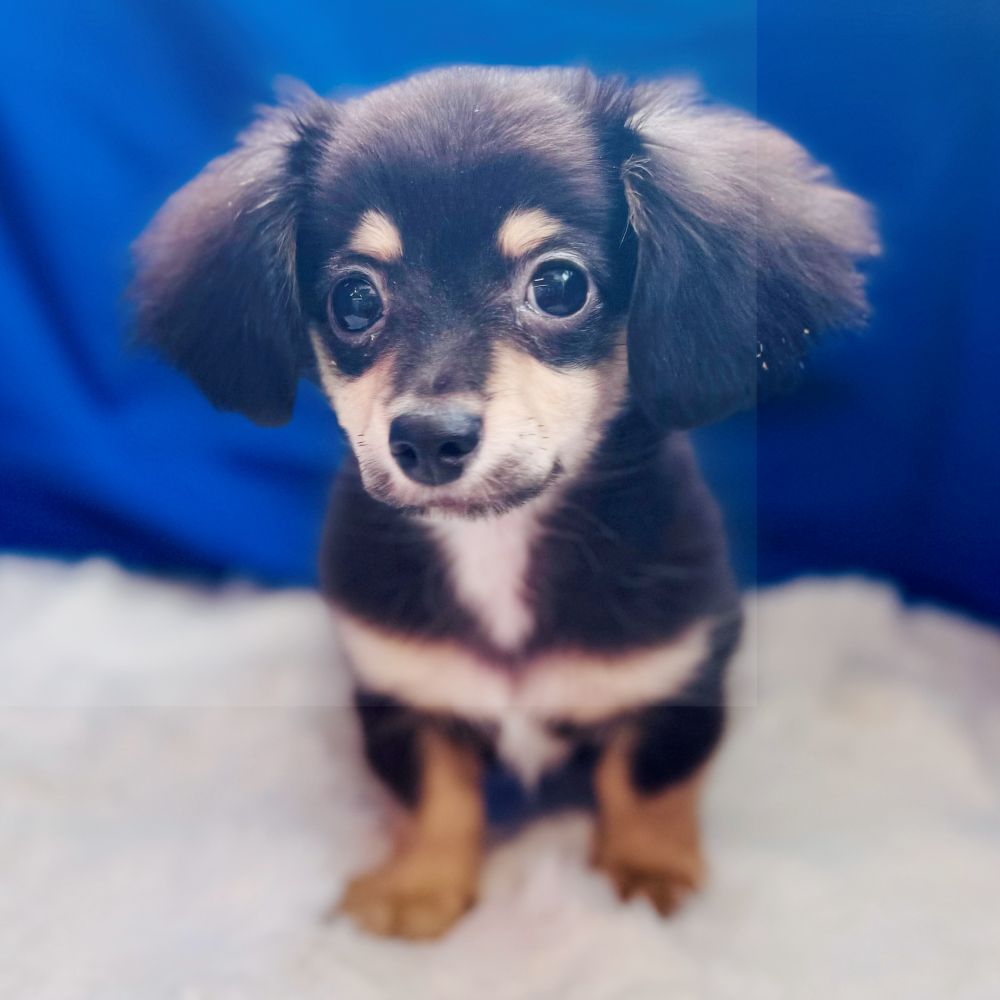 愛知県のチワックス(チワワ×ダックス) (犬の家＆猫の里愛知刈谷店/2025年4月1日生まれ/男の子/ブラッククリーム)の子犬の2枚目の画像