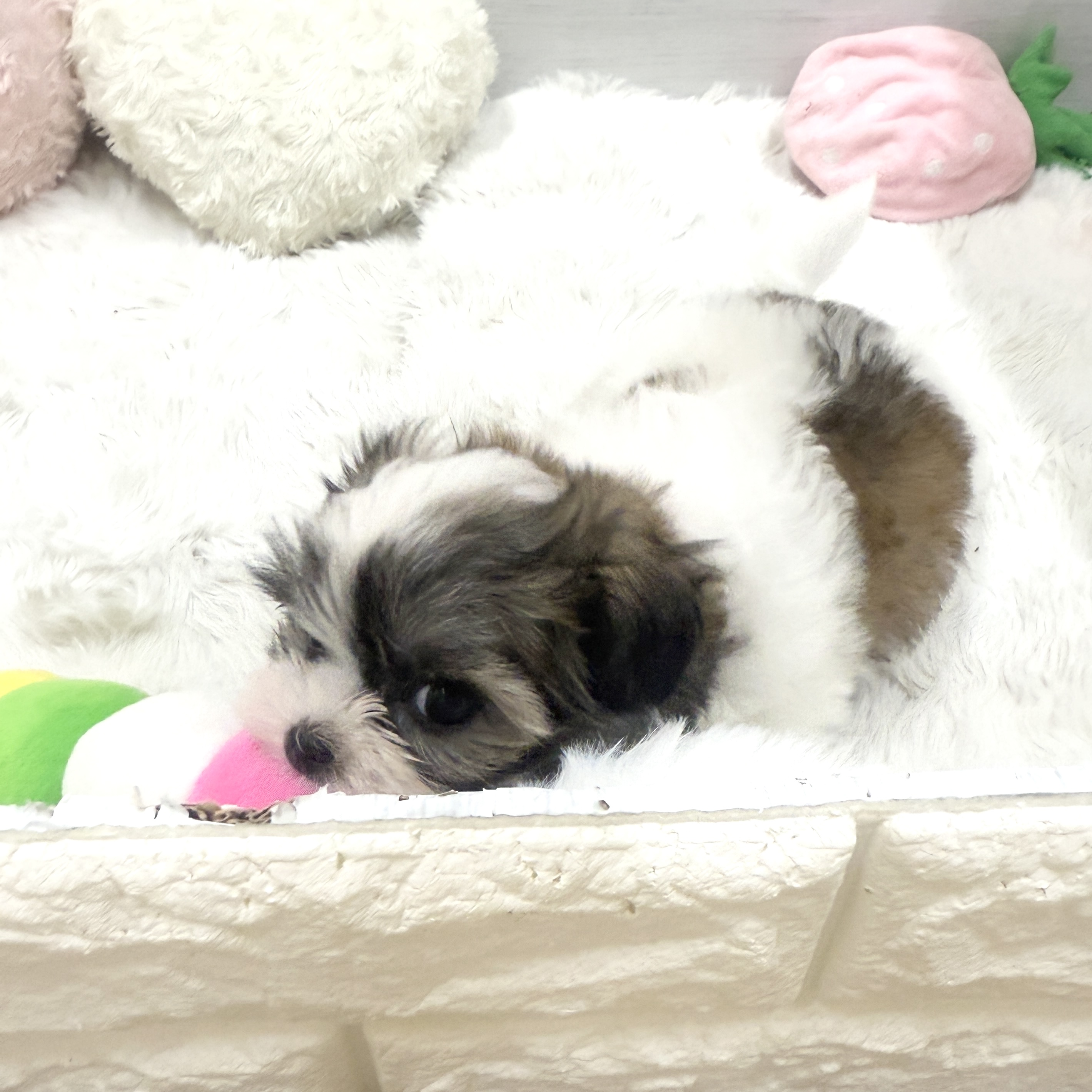 愛知県のマルズー/マルシーズ(マルチーズ×シーズー) (犬の家＆猫の里岡崎店/2025年4月7日生まれ/女の子/ブラウンホワイト)の子犬の2枚目の画像