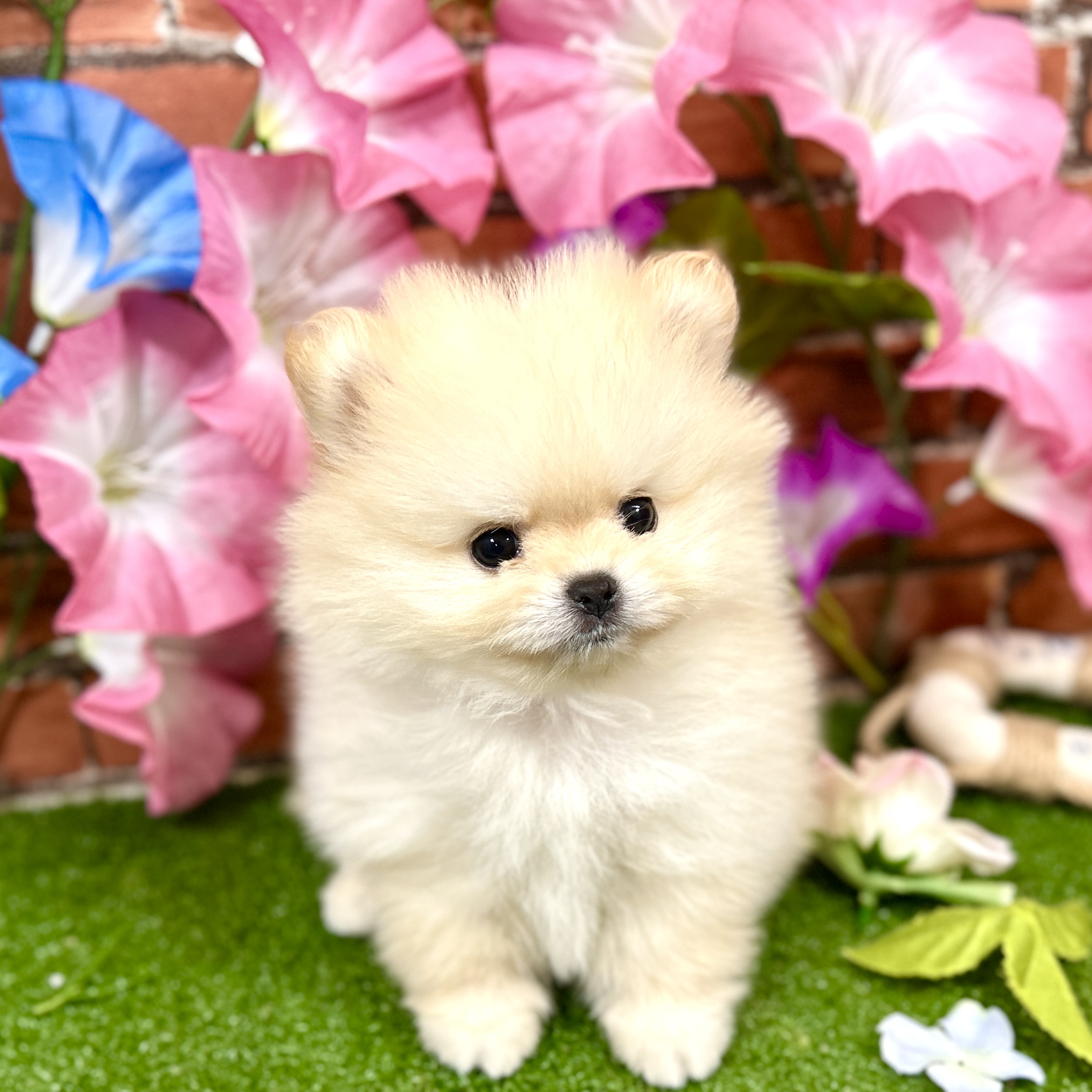 神奈川県のポメラニアン (犬の家＆猫の里小田原店/2025年4月7日生まれ/女の子/クリーム)の子犬
