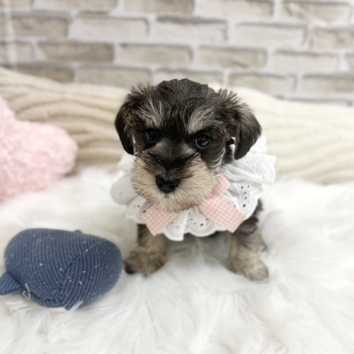 神奈川県のミニチュアシュナウザー (犬の家＆猫の里モザイクモール港北店/2025年4月6日生まれ/女の子/ソルトペッパー)の子犬
