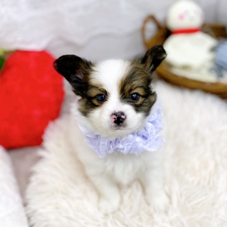 滋賀県のパピヨン (犬の家＆猫の里長浜店/2025年4月15日生まれ/男の子/ホワイトブラウン)の子犬