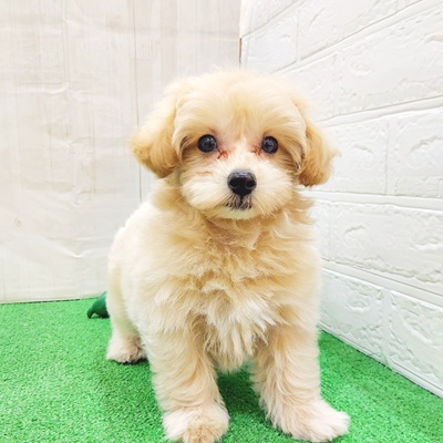 三重県のマルプー(マルチーズ×プードル) (犬の家＆猫の里三重桑名店/2025年4月19日生まれ/男の子/クリーム)の子犬