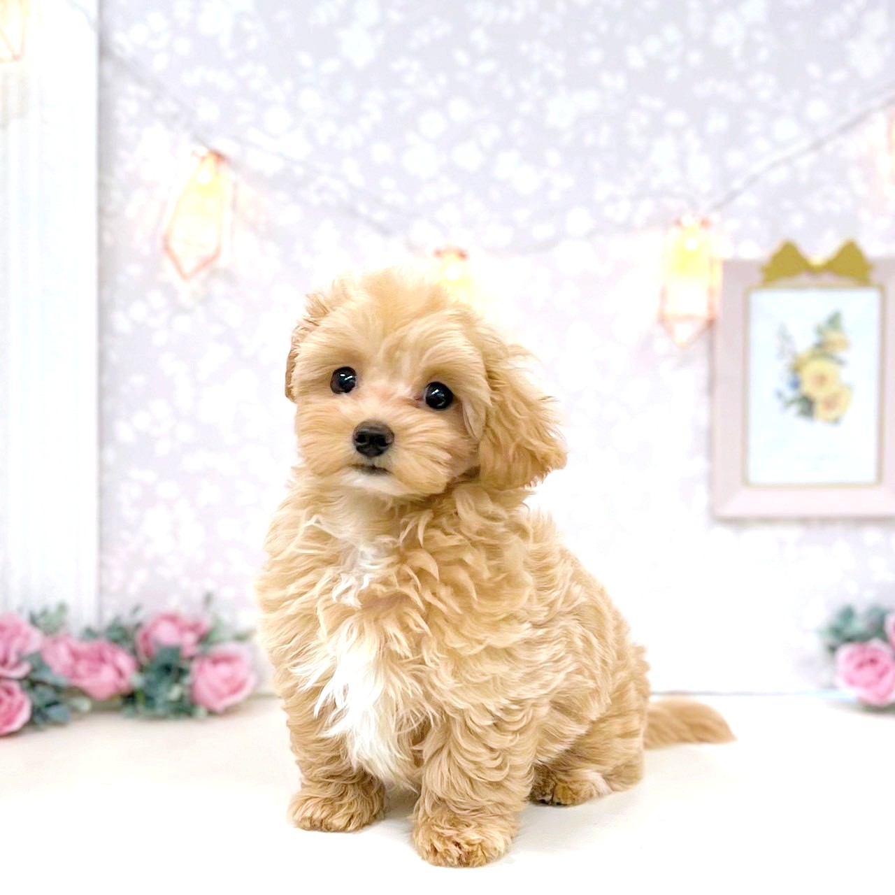 富山県のマルプー(マルチーズ×プードル) (犬の家＆猫の里アミーゴ高岡蓮花寺店/2025年4月19日生まれ/女の子/アプリコット)の子犬の2枚目の画像
