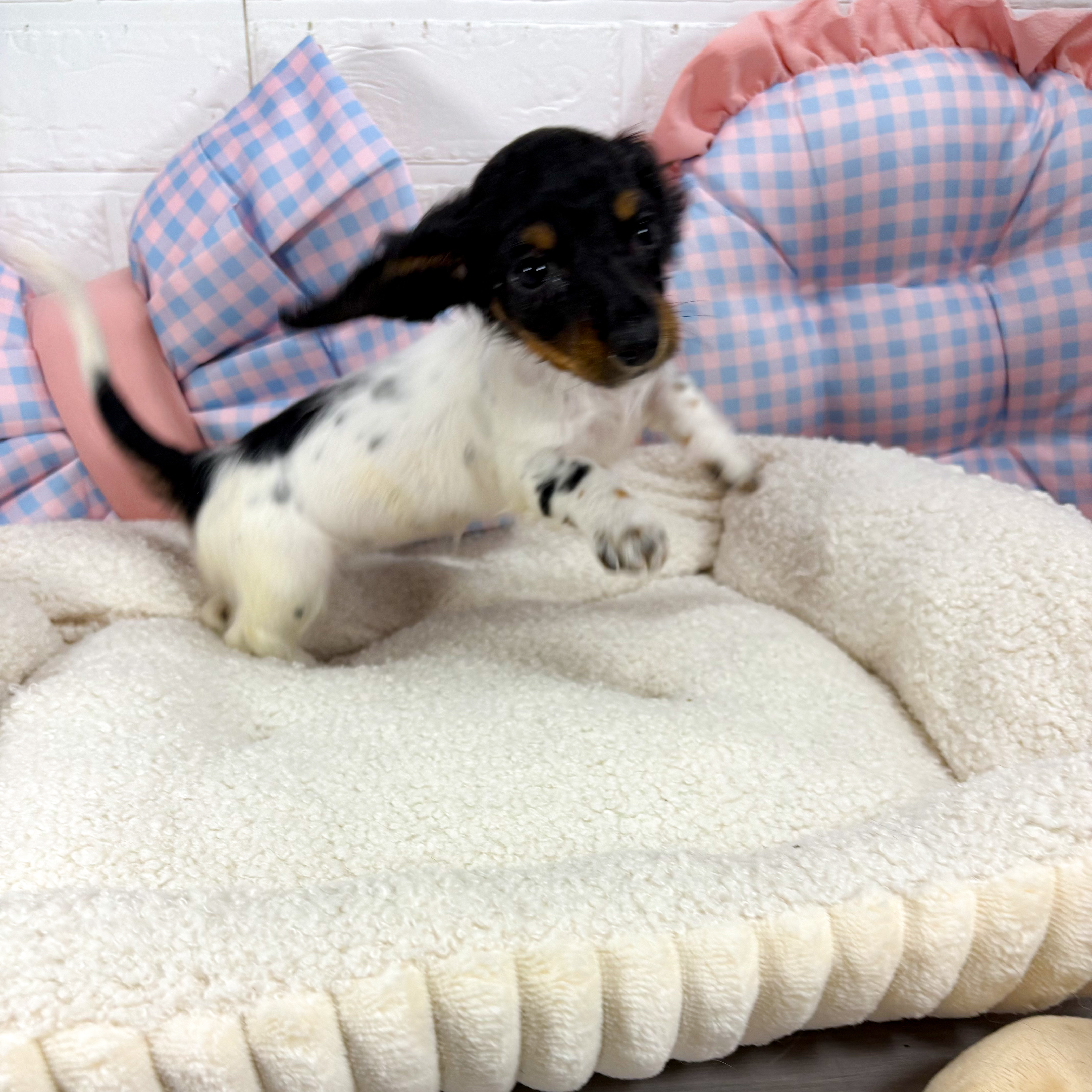 神奈川県のミニチュアダックスフンド(ロング) (犬の家＆猫の里元住吉ブレーメン通り店/2025年5月7日生まれ/女の子/ブラックタンパイボールド)の子犬の2枚目の画像