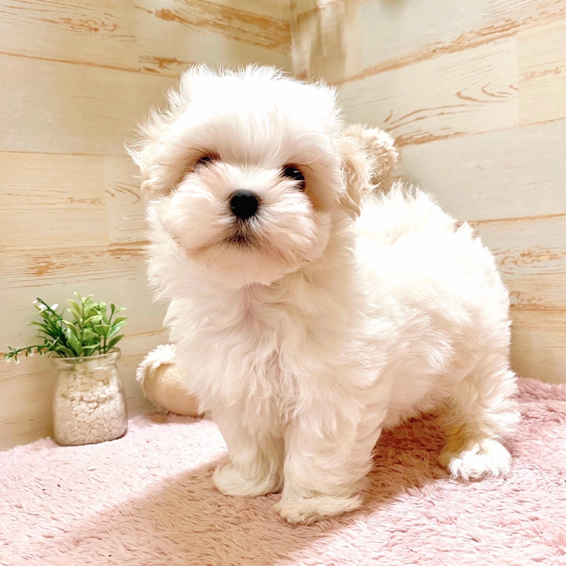 兵庫県のマルチーズ (犬の家＆猫の里神戸店/2025年4月22日生まれ/女の子/ホワイト)の子犬の2枚目の画像