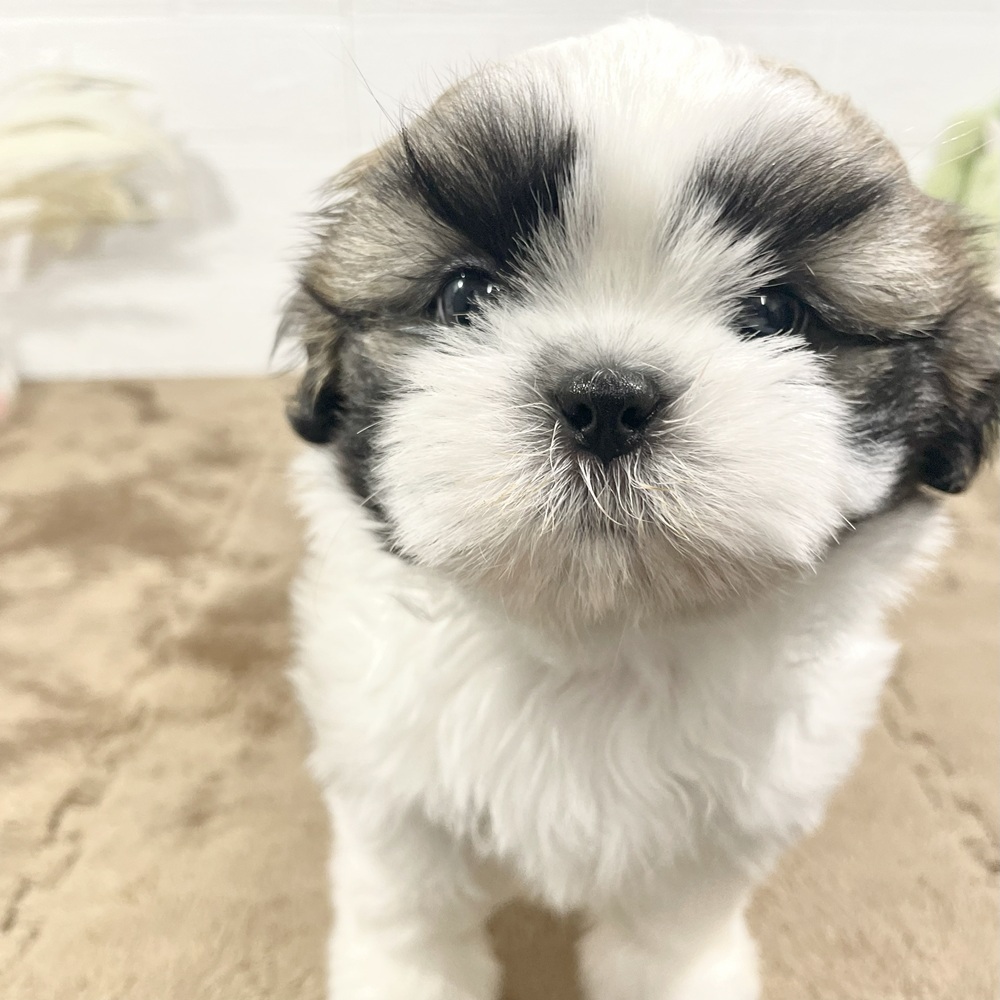 兵庫県のシーズー (犬の家＆猫の里ニッケパークタウン加古川店/2025年4月22日生まれ/女の子/ホワイトゴールド)の子犬の2枚目の画像