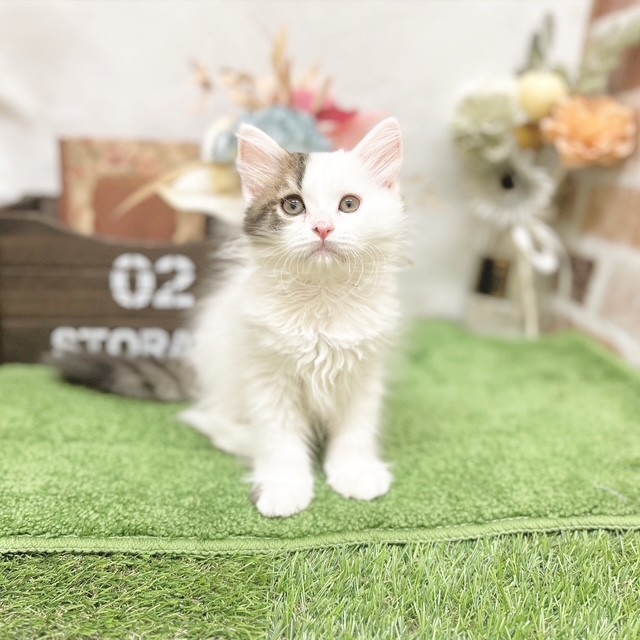 静岡県のスコティッシュフォールド (犬の家＆猫の里藤枝店/2025年4月25日生まれ/男の子/ブラウンタビーホワイトバン)の子猫の2枚目の画像