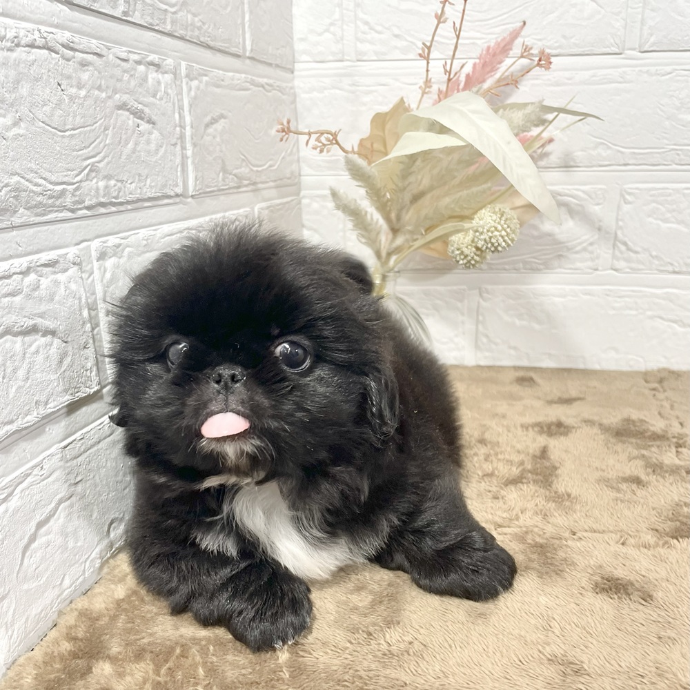 愛知県のペキニーズ (犬の家＆猫の里エアポートウォーク店/2025年4月26日生まれ/女の子/ブラックホワイト)の子犬の2枚目の画像