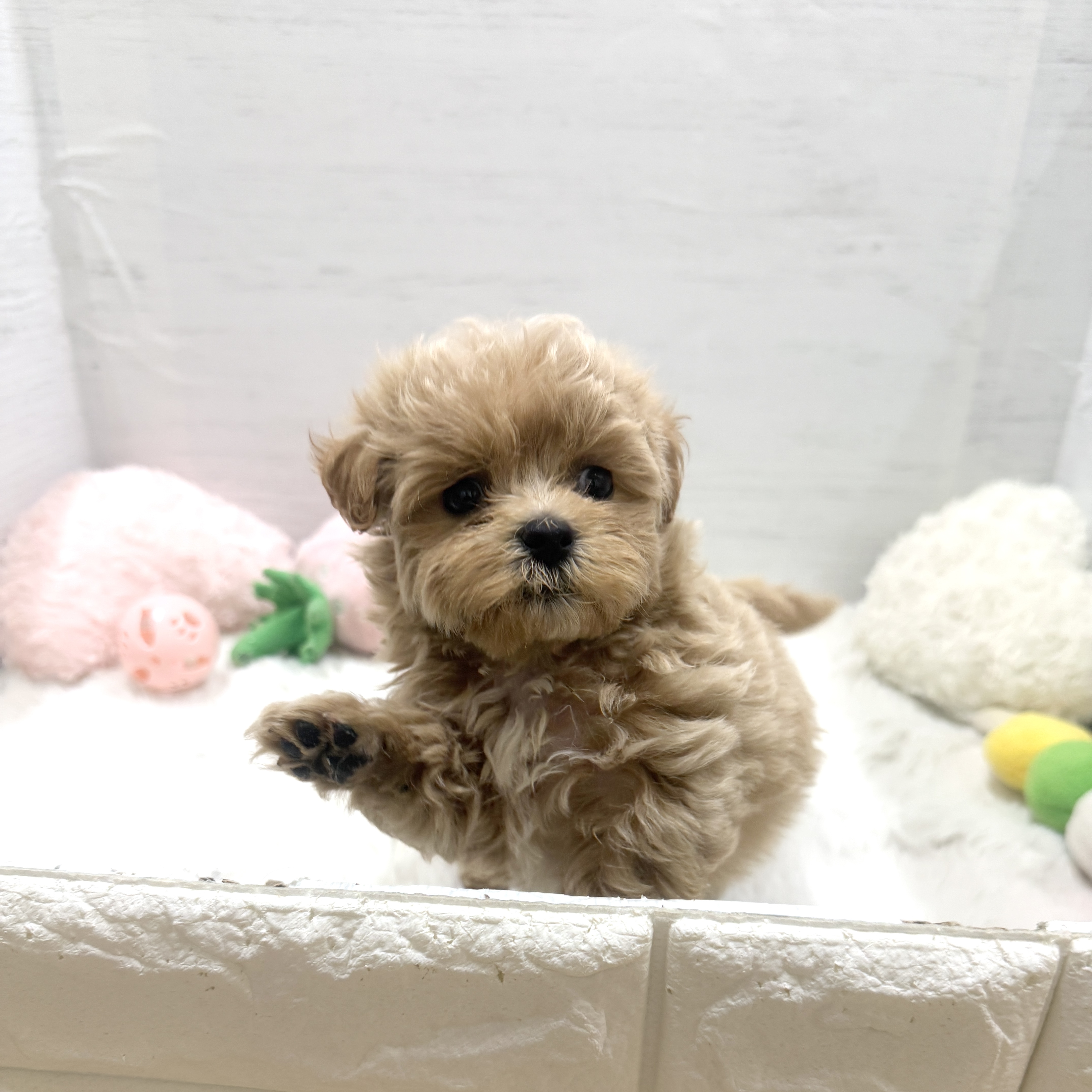愛知県のマルプー(マルチーズ×プードル) (犬の家＆猫の里岡崎店/2025年4月28日生まれ/男の子/クリームホワイト)の子犬の2枚目の画像