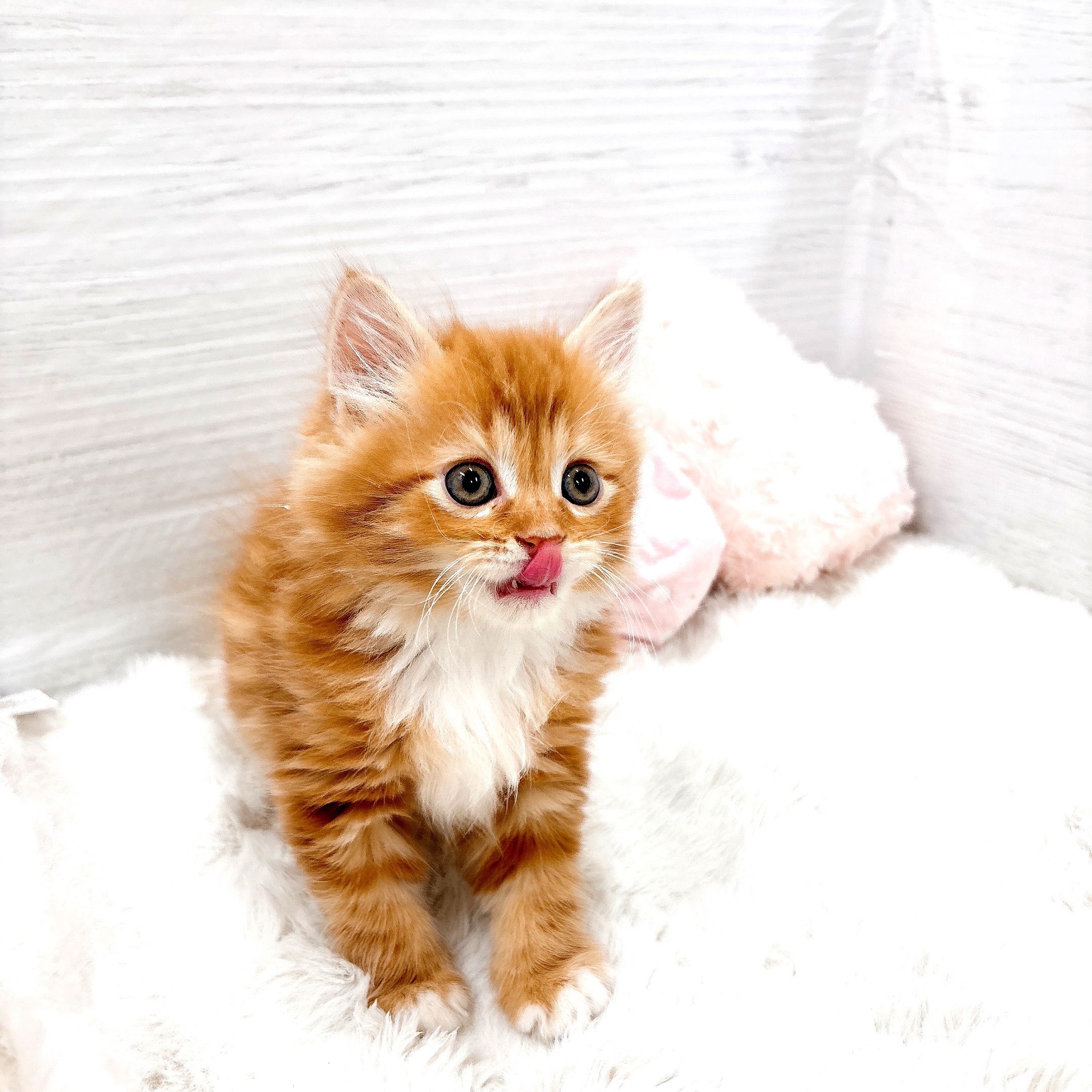 愛知県のサイベリアン (犬の家＆猫の里岡崎店/2025年4月30日生まれ/男の子/レッドタビーホワイト)の子猫の2枚目の画像