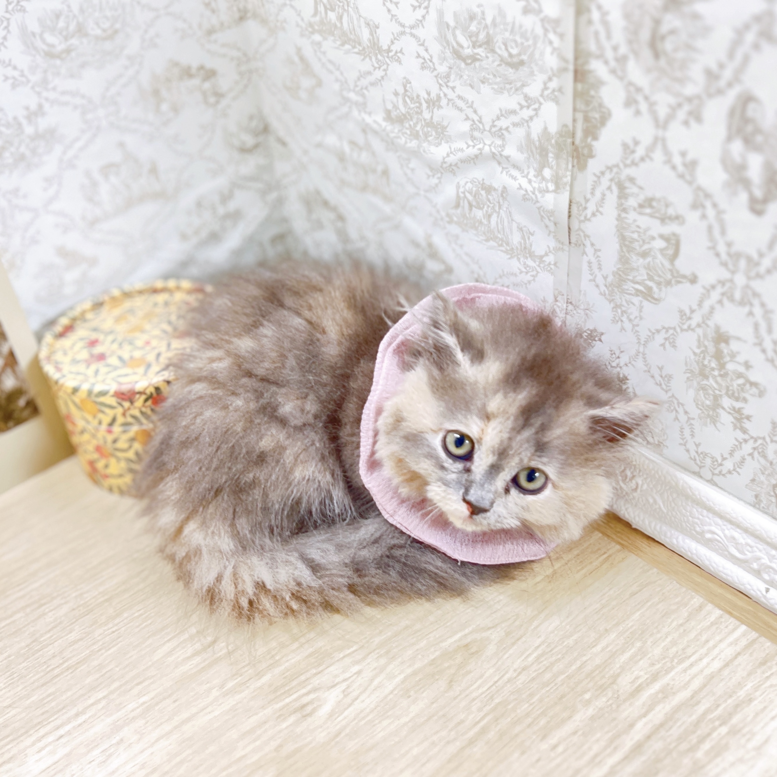 福井県のミヌエット (犬の家＆猫の里アミーゴ福井大和田店/2025年4月28日生まれ/女の子/ブルーパッチドタビー)の子猫の2枚目の画像