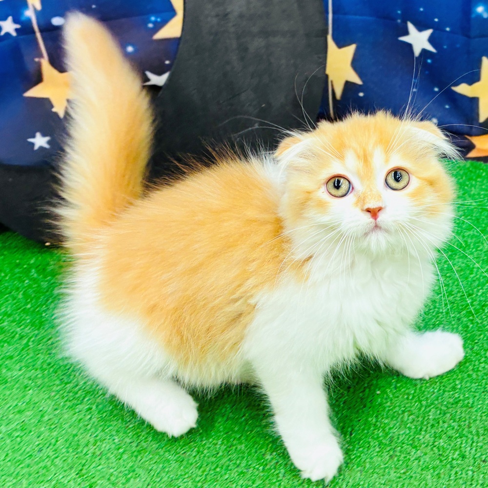 愛知県のスコティッシュフォールド (犬の家＆猫の里名古屋天白店/2025年4月30日生まれ/女の子/レッドタビーホワイト)の子猫の2枚目の画像