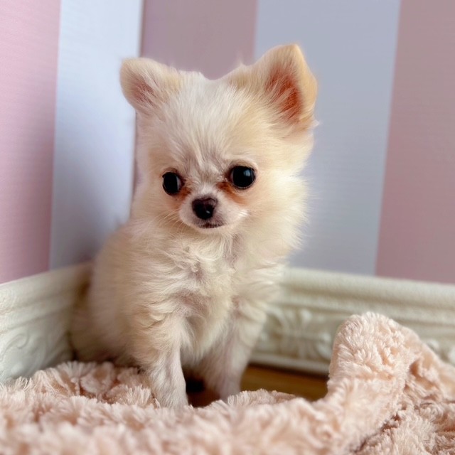岡山県のチワワ(ロング) (犬の家＆猫の里倉敷中庄店/2025年5月3日生まれ/男の子/クリームホワイト)の子犬の2枚目の画像