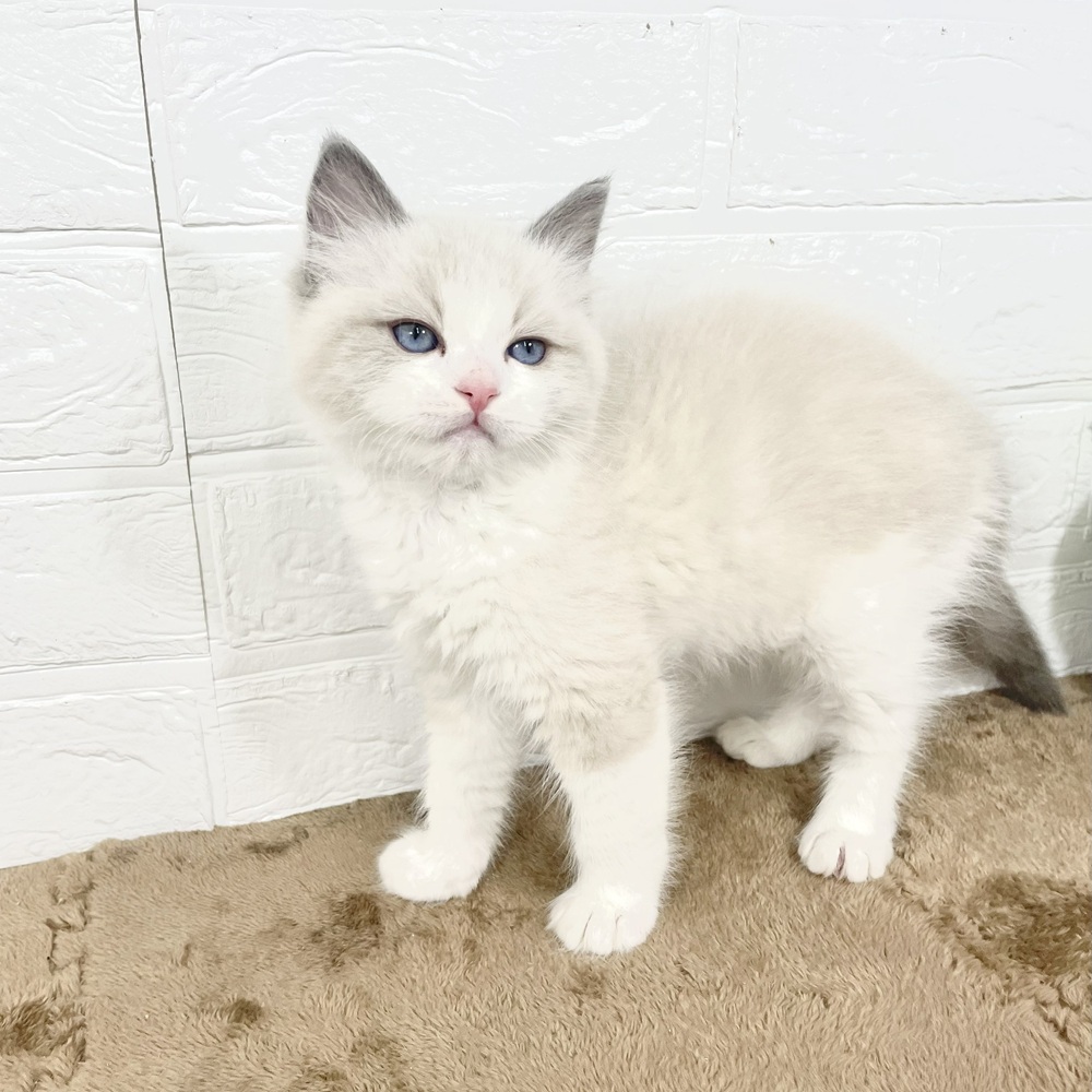 兵庫県のラグドール (犬の家＆猫の里ニッケパークタウン加古川店/2025年4月30日生まれ/男の子/ブルーポイントバイカラー)の子猫の2枚目の画像
