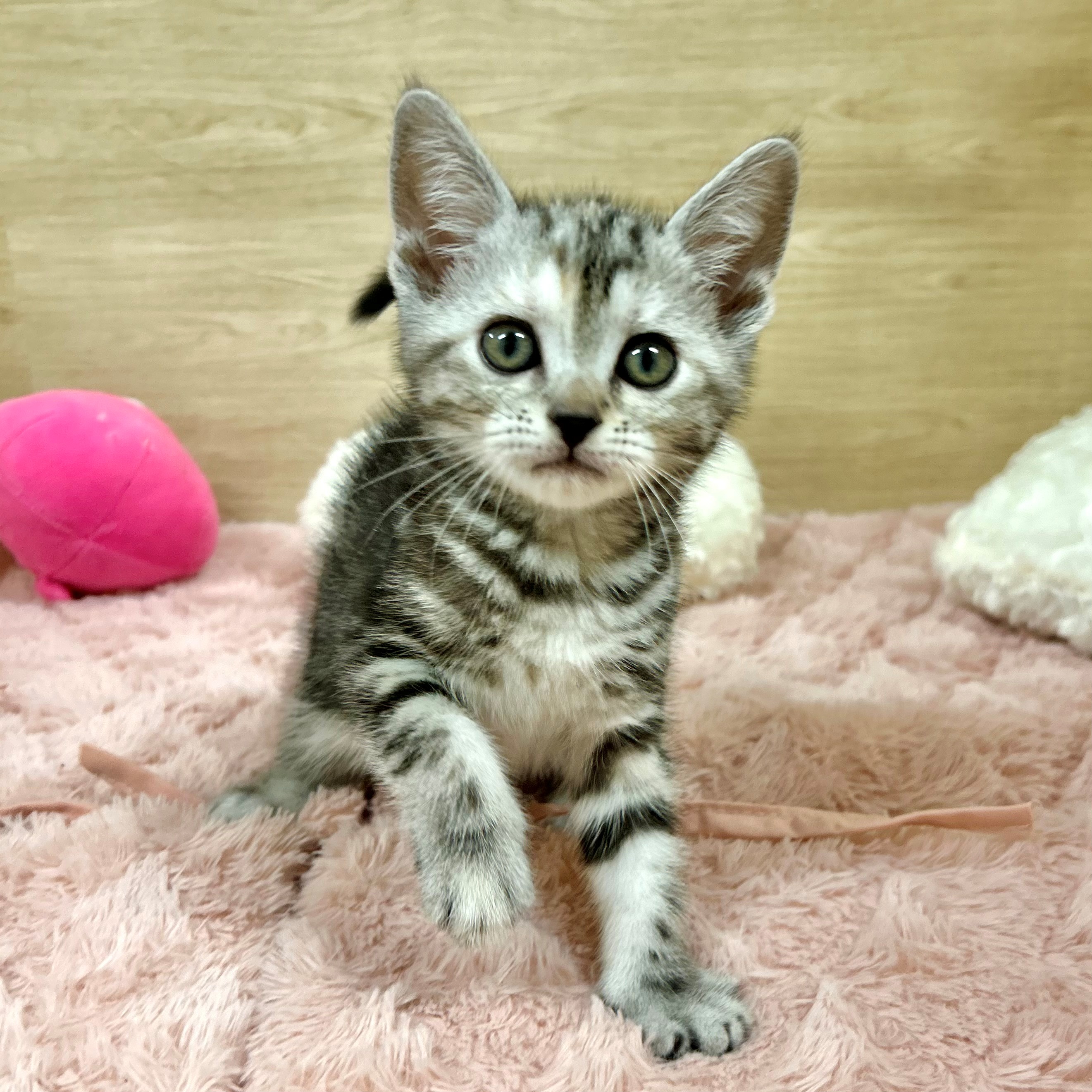 大阪府のアメリカンショートヘアー (犬の家＆猫の里そよら東岸和田店/2025年5月6日生まれ/女の子/シルバータビー)の子猫の2枚目の画像