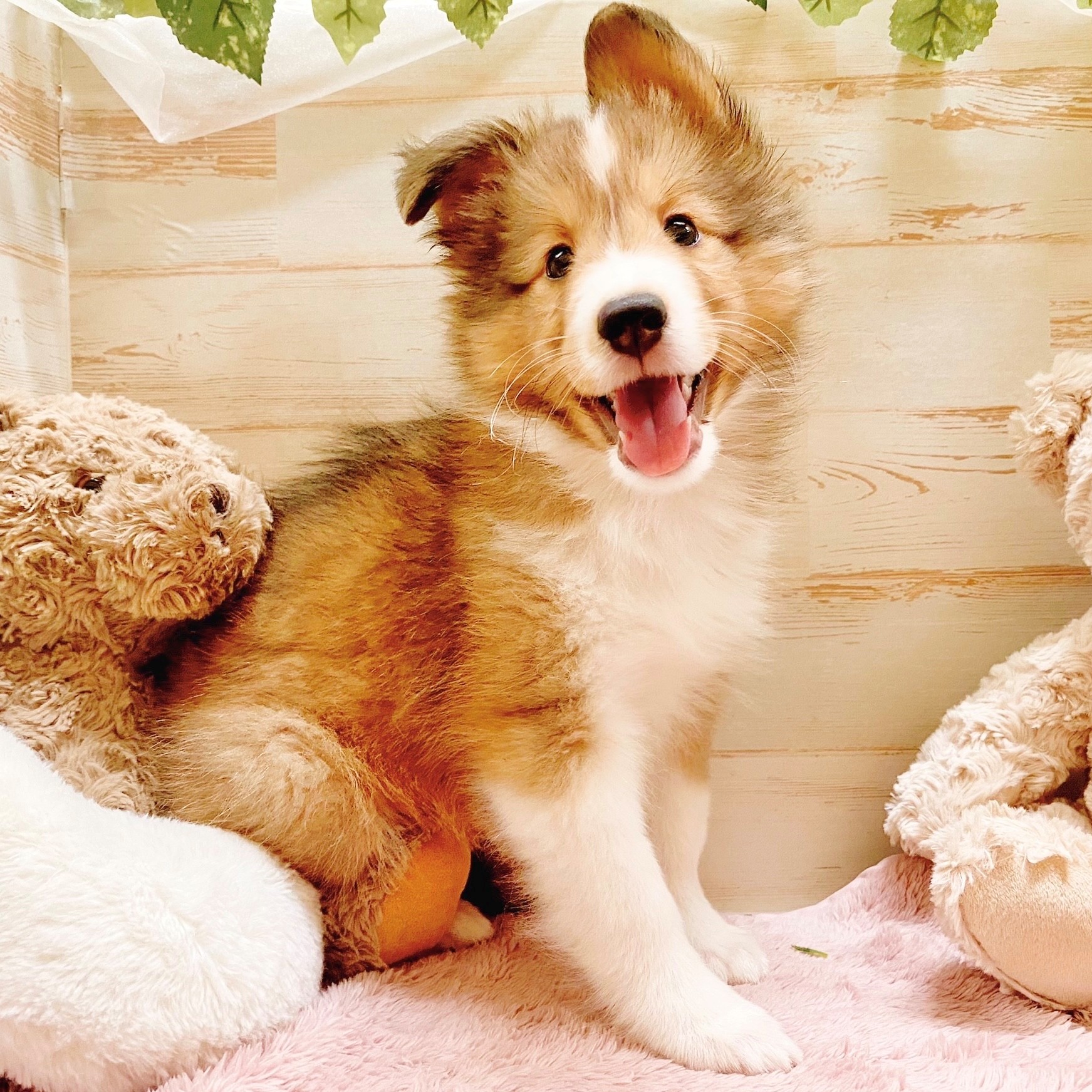 兵庫県のシェットランドシープドッグ (犬の家＆猫の里神戸店/2025年5月6日生まれ/男の子/セーブルホワイト)の子犬の2枚目の画像