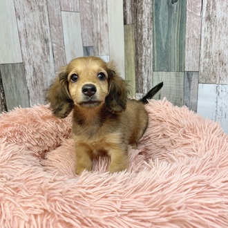 静岡県のミニチュアダックスフンド(ロング) (犬の家＆猫の里マークイズ静岡店/2025年5月7日生まれ/女の子/シェーデットレッド)の子犬の2枚目の画像