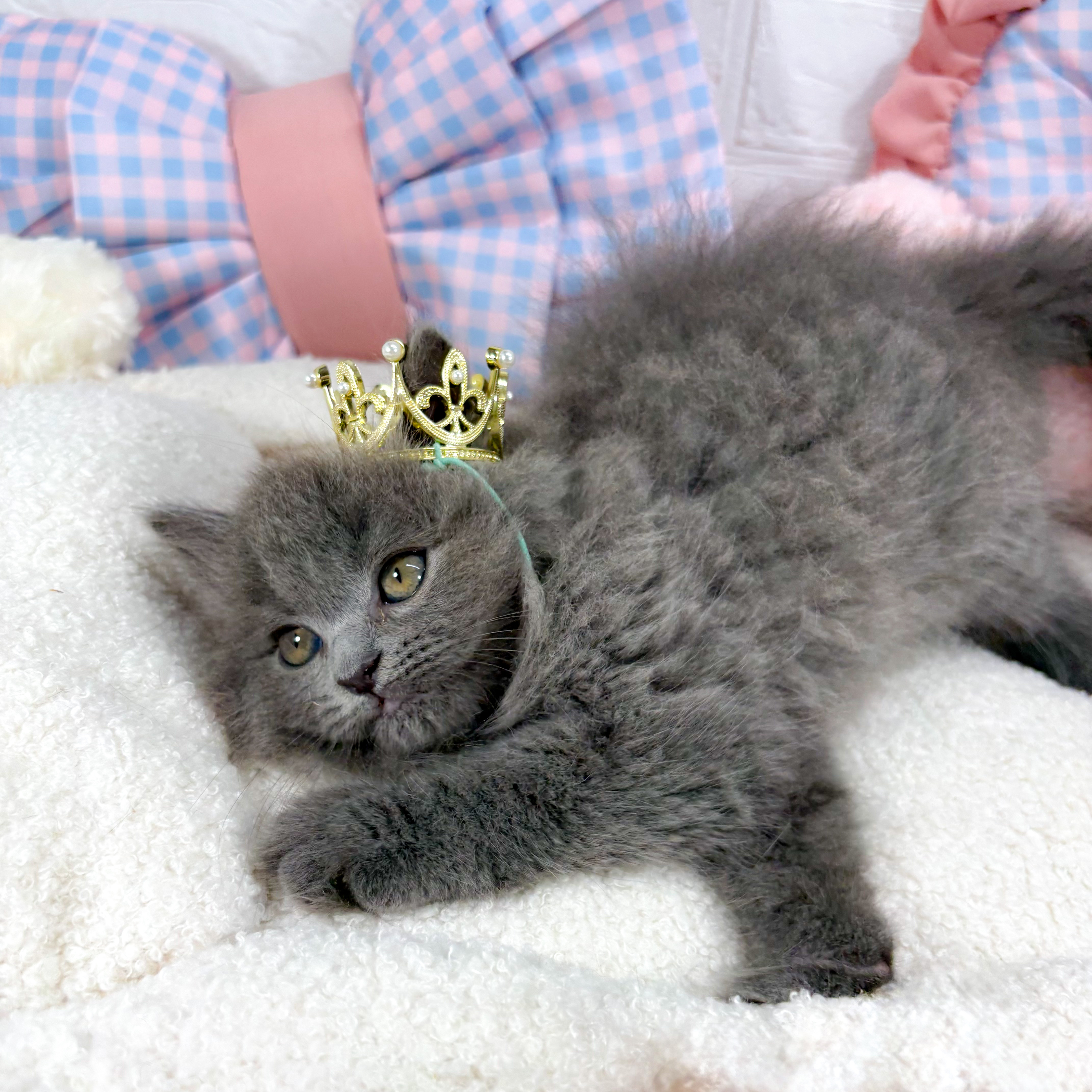 神奈川県のブリティッシュロングヘアー (犬の家＆猫の里元住吉ブレーメン通り店/2025年5月7日生まれ/男の子/ブルー)の子猫の2枚目の画像