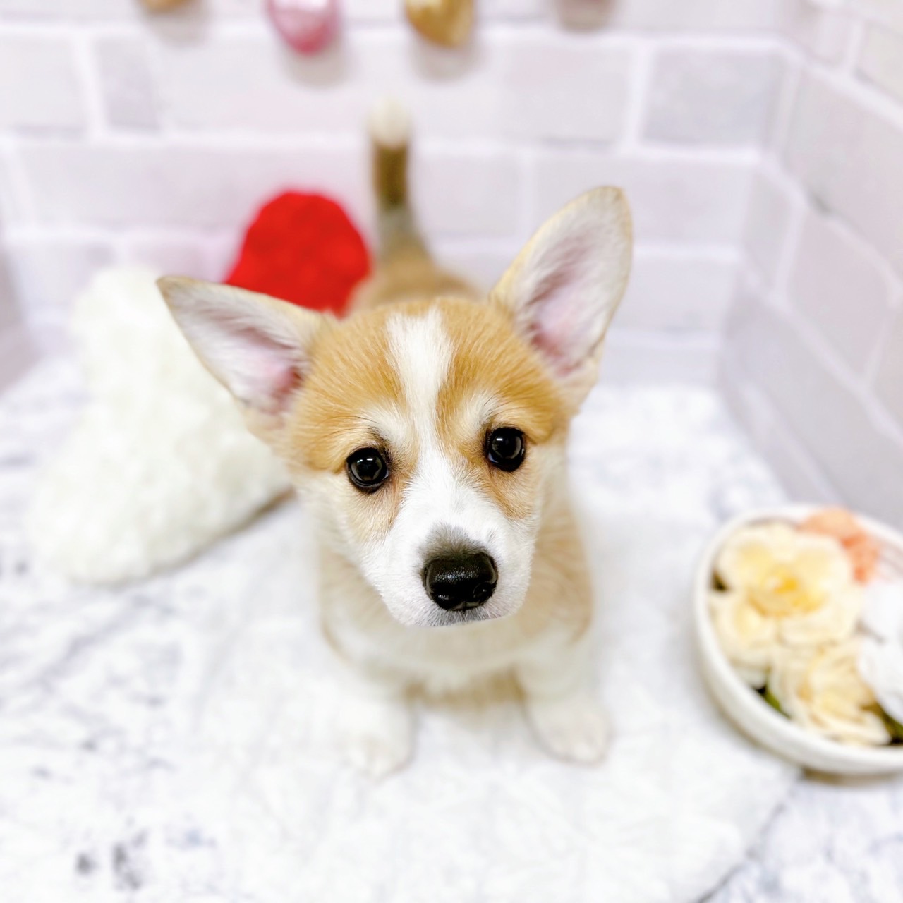 【T♡ちゃんページ】 ☆チワックスさんとコーギーさん☆ 4月18日 ひみつきちなう！② 仲良しチワックスとコーギー | 犬の