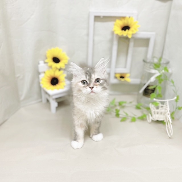 静岡県のサイベリアン (犬の家＆猫の里藤枝店/2025年5月7日生まれ/女の子/ブルーパッチドタビーホワイト)の子猫の1枚目の画像
