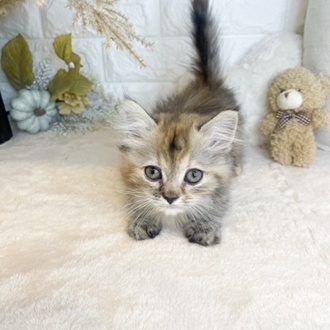 東京都のハーフ猫・ミックス猫 (犬の家＆猫の里新宿店/2025年4月28日生まれ/女の子/チンチラゴールデン)の子猫の2枚目の画像