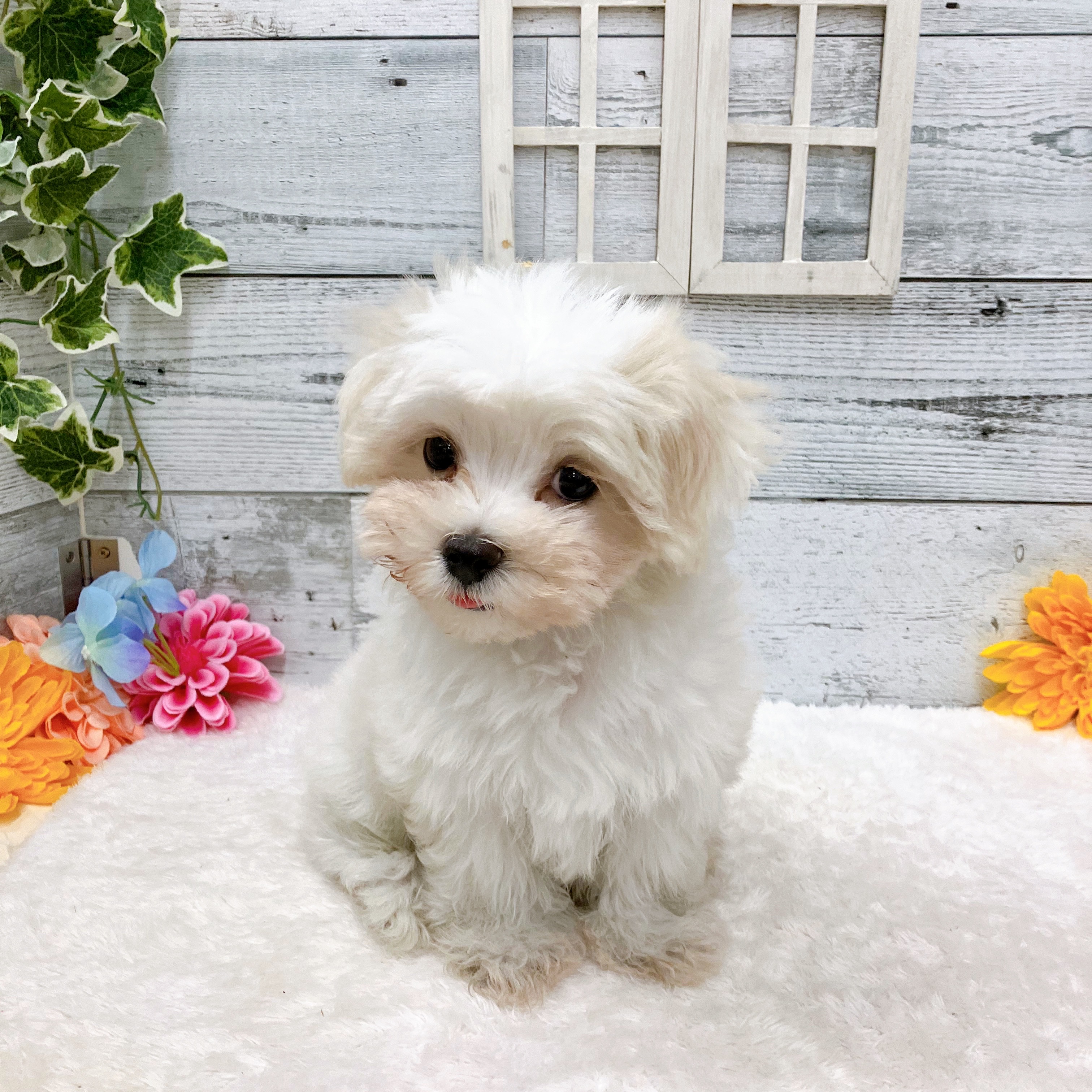 石川県のマルチーズ (犬の家＆猫の里アミーゴ金沢おこばた店/2025年5月9日生まれ/男の子/ホワイト)の子犬の2枚目の画像