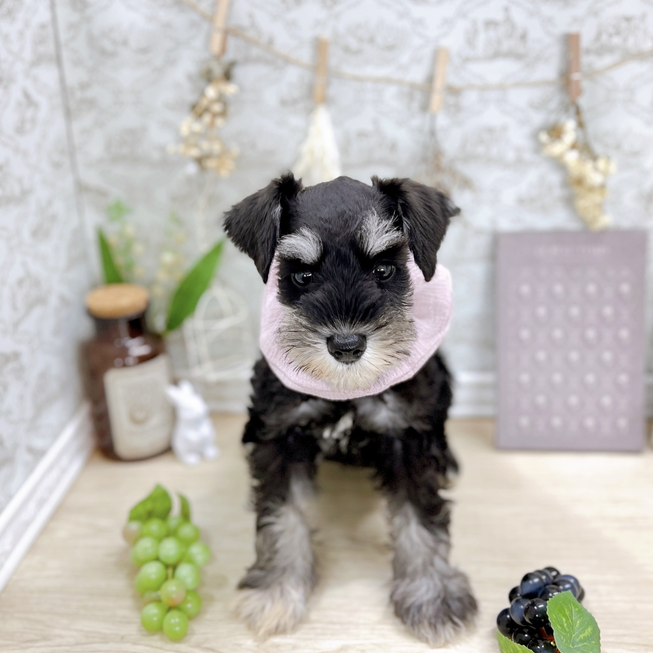 福井県のミニチュアシュナウザー (犬の家＆猫の里アミーゴ福井大和田店/2025年5月9日生まれ/女の子/ブラックシルバー)の子犬の1枚目の画像