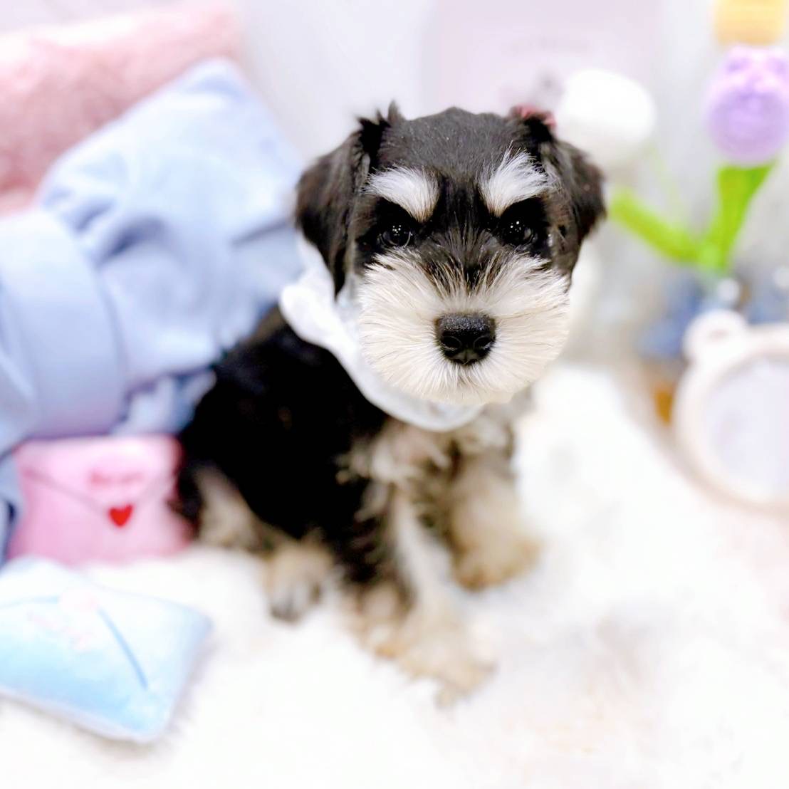福井県のミニチュアシュナウザー (犬の家＆猫の里福井店/2025年5月9日生まれ/男の子/ブラックシルバー)の子犬の2枚目の画像