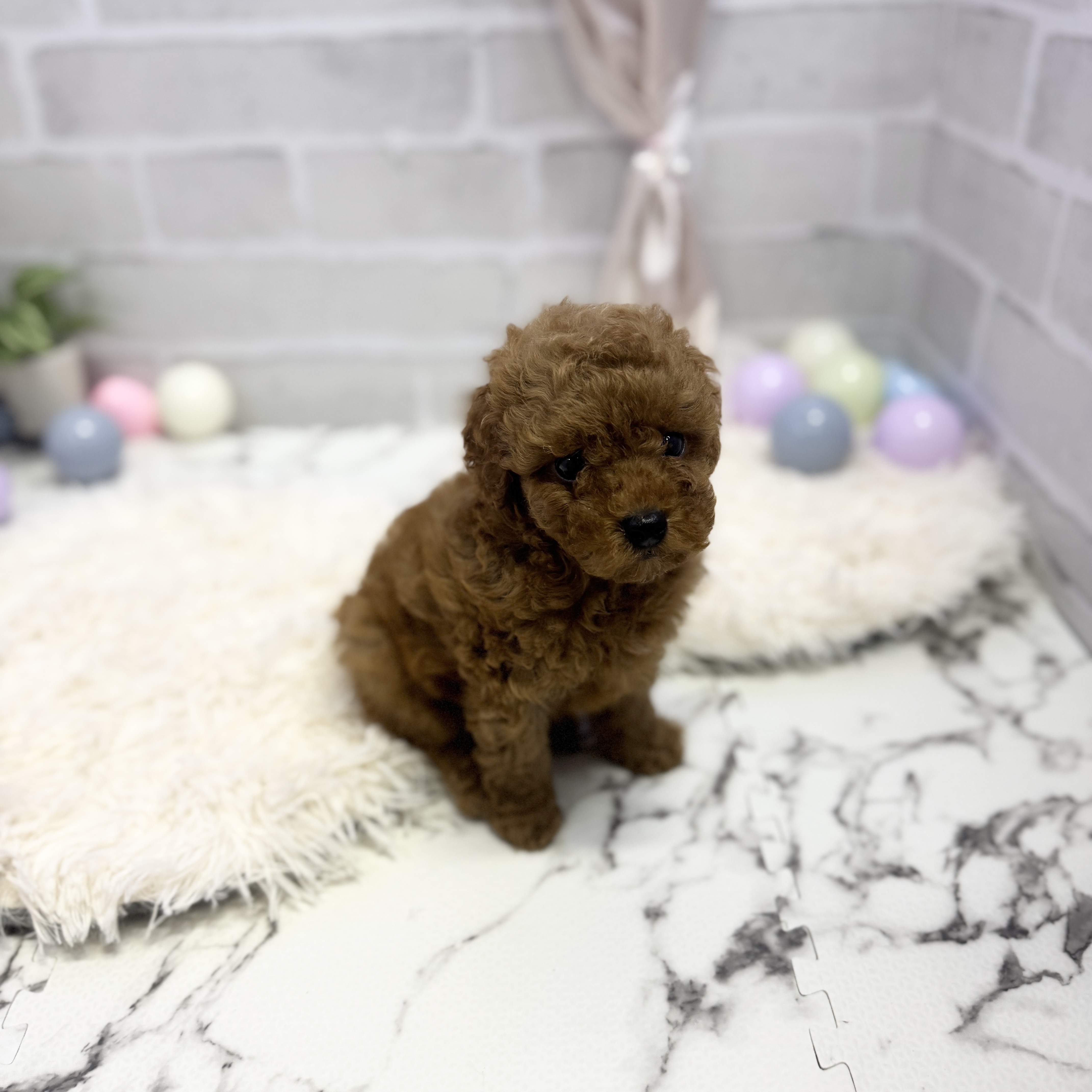 愛知県のトイプードル(トイ) (犬の家＆猫の里岡崎店/2025年5月10日生まれ/男の子/レッド)の子犬の2枚目の画像