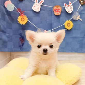 静岡県のチワワ(ロング) (犬の家＆猫の里プレ葉ウォーク浜北店/2025年5月10日生まれ/男の子/クリーム)の子犬の2枚目の画像