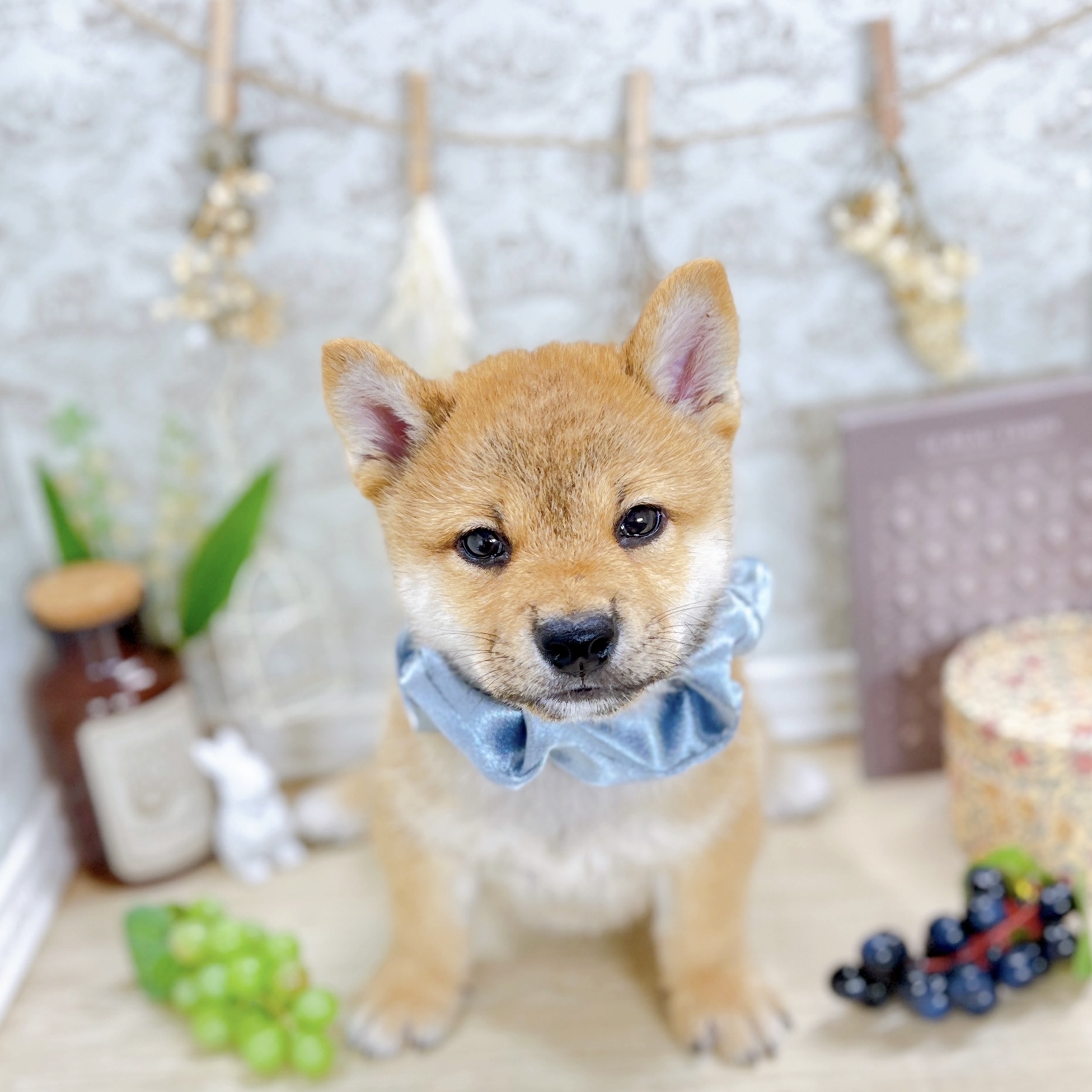 福井県の柴犬(標準サイズ) (犬の家＆猫の里アミーゴ福井大和田店/2025年5月11日生まれ/男の子/赤)の子犬の1枚目の画像