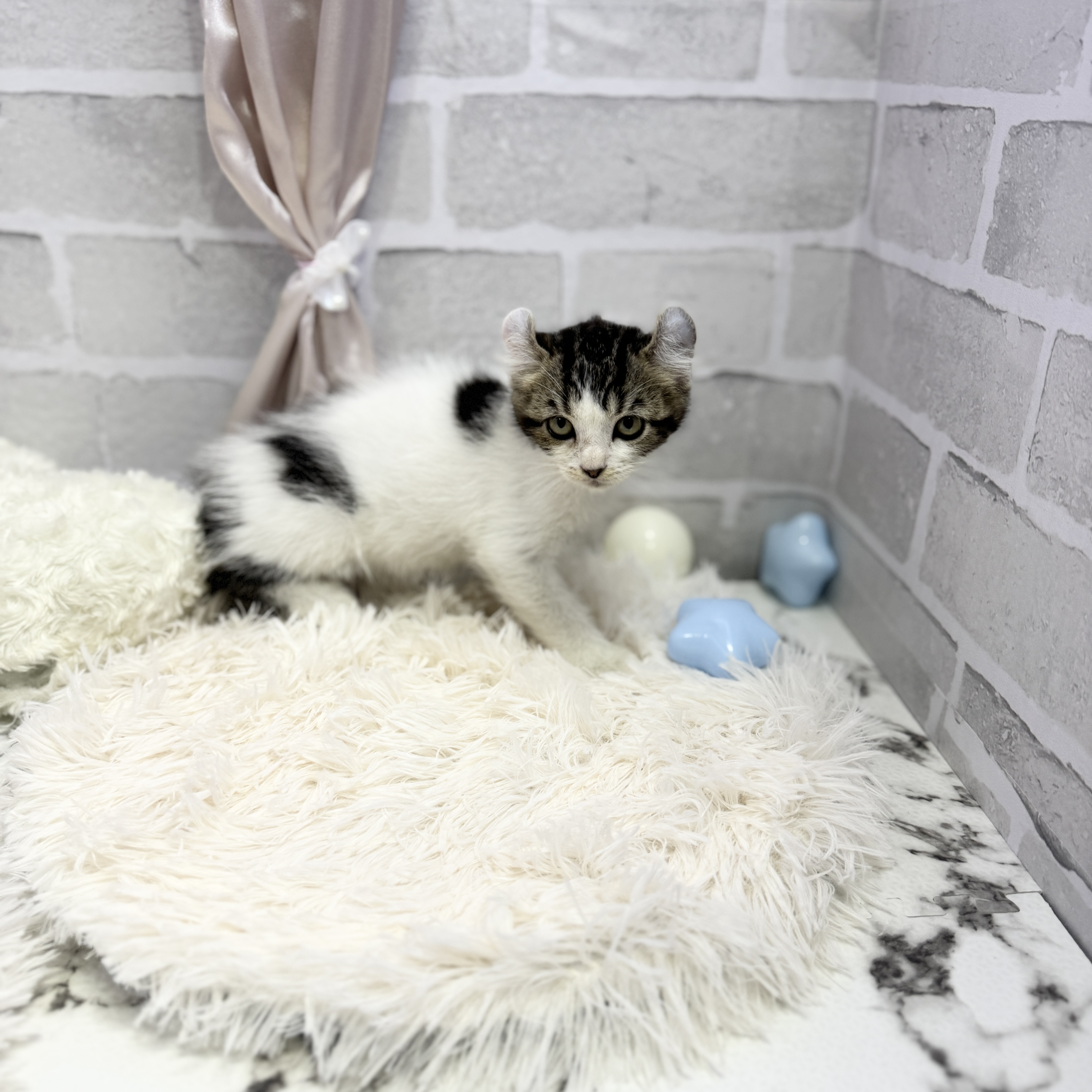 愛知県のアメリカンカール (犬の家＆猫の里岡崎店/2025年5月10日生まれ/男の子/ブラウンタビーホワイト)の子猫の2枚目の画像