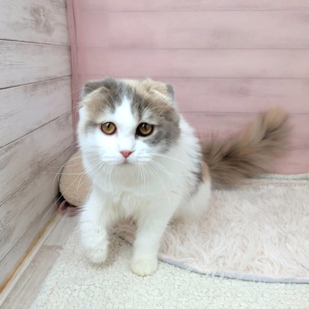兵庫県のスコティッシュフォールド (犬の家＆猫の里川西店/2025年4月30日生まれ/女の子/ブルーパッチドタビーホワイト)の子猫の1枚目の画像