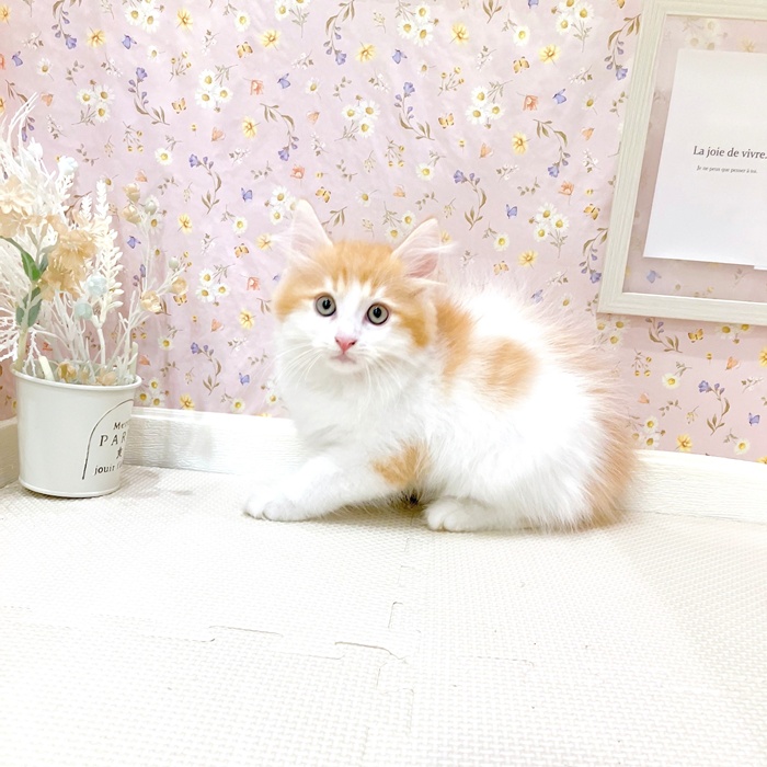 石川県のマンチカン (犬の家＆猫の里金沢店/2025年5月7日生まれ/男の子/レッドタビーホワイト)の子猫の2枚目の画像