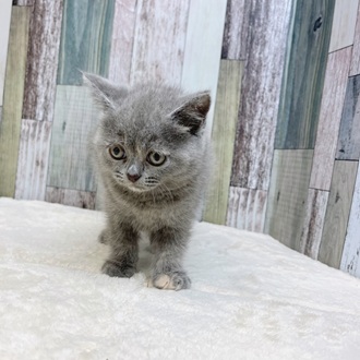 静岡県のブリティッシュショートヘアー (犬の家＆猫の里マークイズ静岡店/2025年5月12日生まれ/女の子/ブルークリーム)の子猫の2枚目の画像