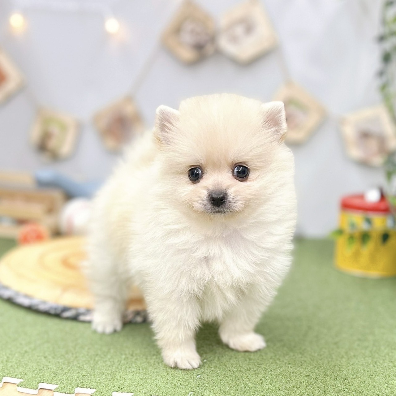 千葉県のポメラニアン (犬の家＆猫の里ワンズモール稲毛店/2025年5月12日生まれ/女の子/クリーム)の子犬の2枚目の画像