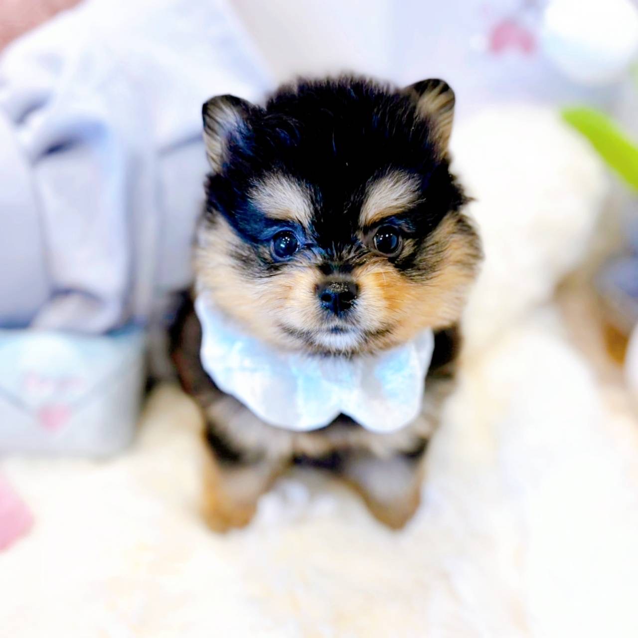福井県のポメラニアン (犬の家＆猫の里福井店/2025年5月12日生まれ/女の子/ブラックタン)の子犬の2枚目の画像