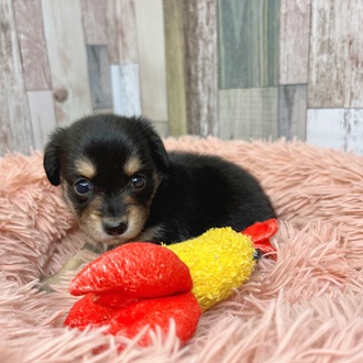 静岡県のチワックス(チワワ×ダックス) (犬の家＆猫の里マークイズ静岡店/2025年5月12日生まれ/女の子/ブラックタン)の子犬の2枚目の画像