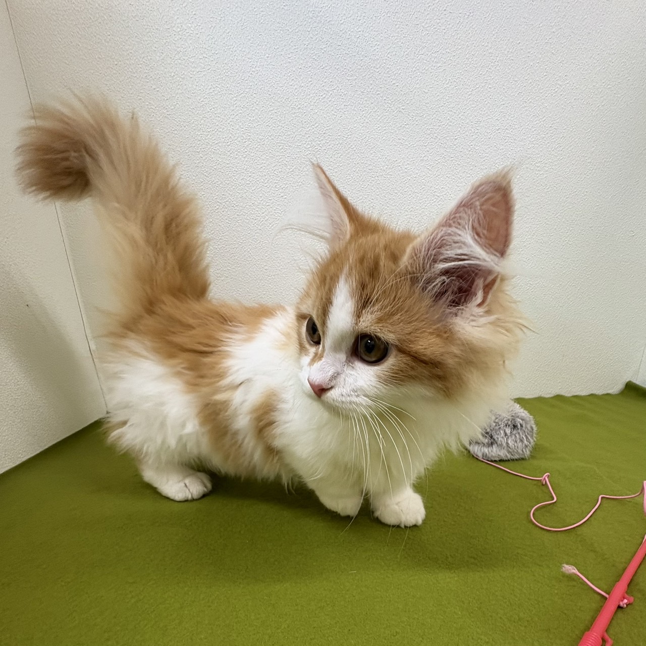 福岡県のミヌエット (犬の家＆猫の里トリアス久山店/2025年5月11日生まれ/女の子/レッドタビーホワイト)の子猫の2枚目の画像