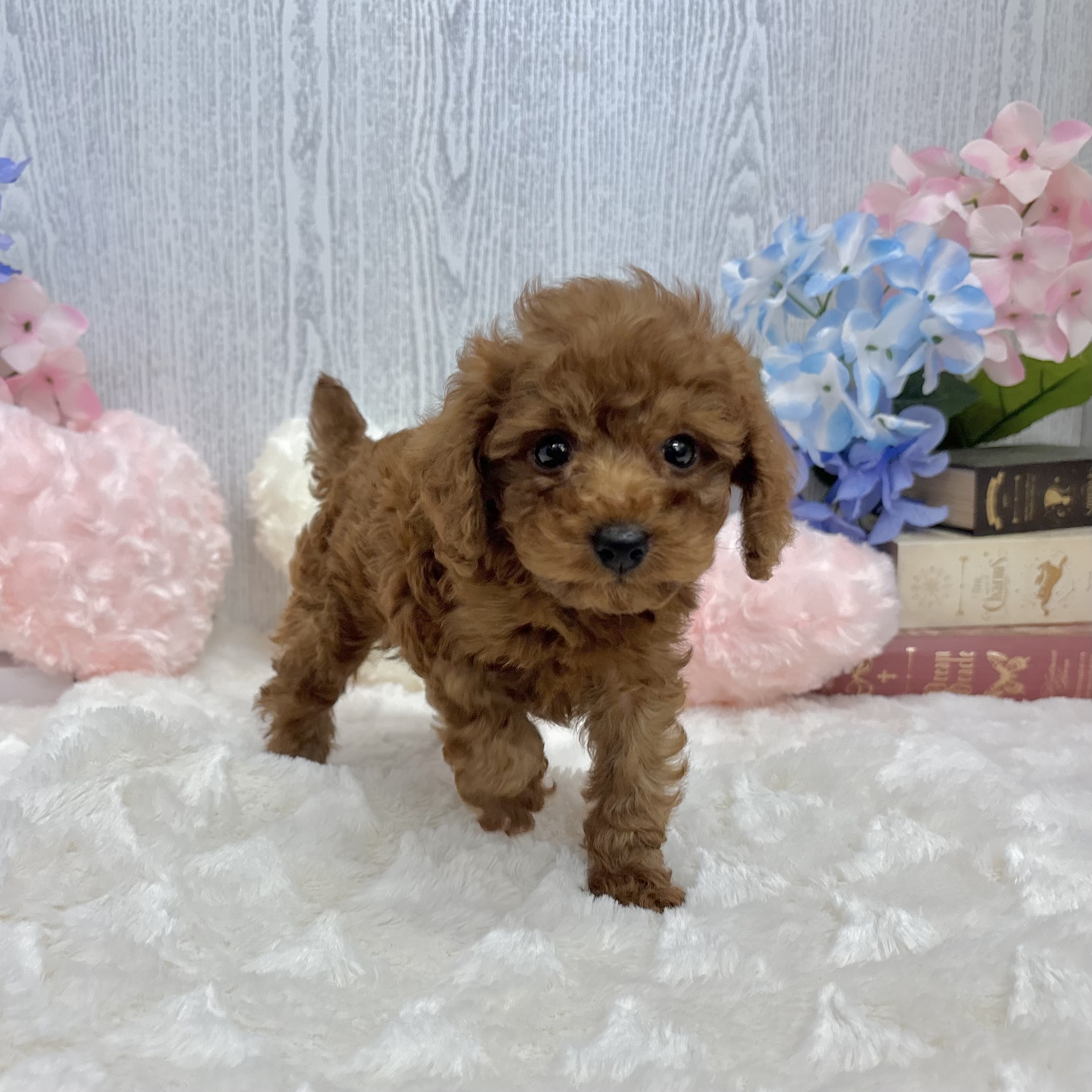 神奈川県のトイプードル(トイ) (犬の家＆猫の里相模原店/2025年5月12日生まれ/男の子/レッド)の子犬の2枚目の画像