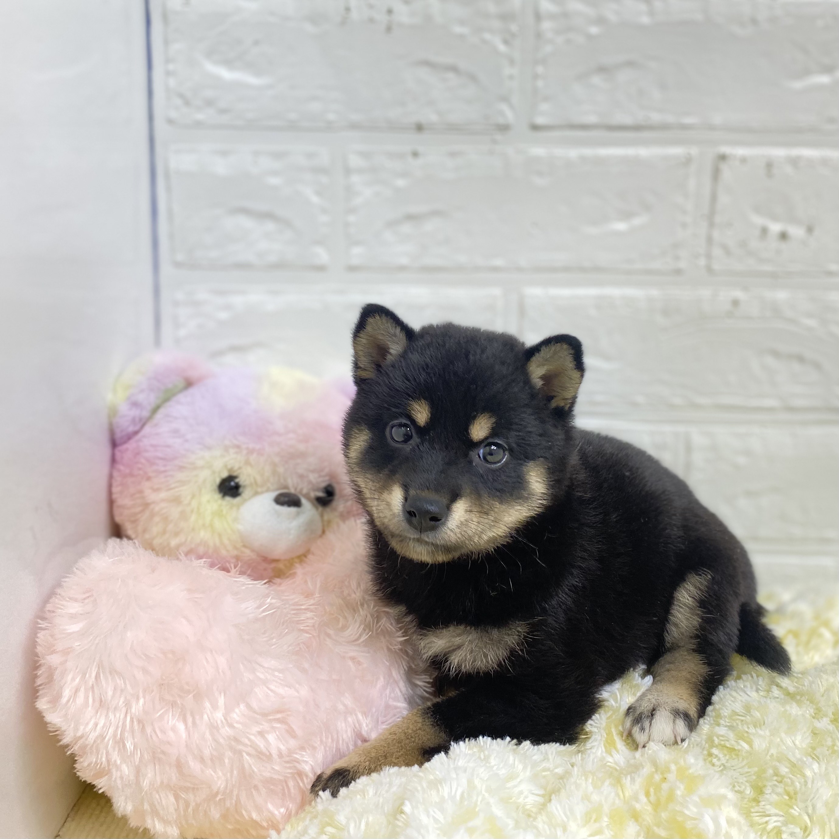 長野県の柴犬(標準サイズ) (犬の家＆猫の里長野店/2025年5月13日生まれ/女の子/黒)の子犬の2枚目の画像