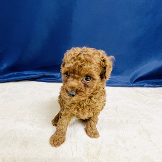 愛知県のトイプードル(トイ) (犬の家＆猫の里一宮店/2026年1月27日生まれ/男の子/レッド)の子犬の1枚目の画像