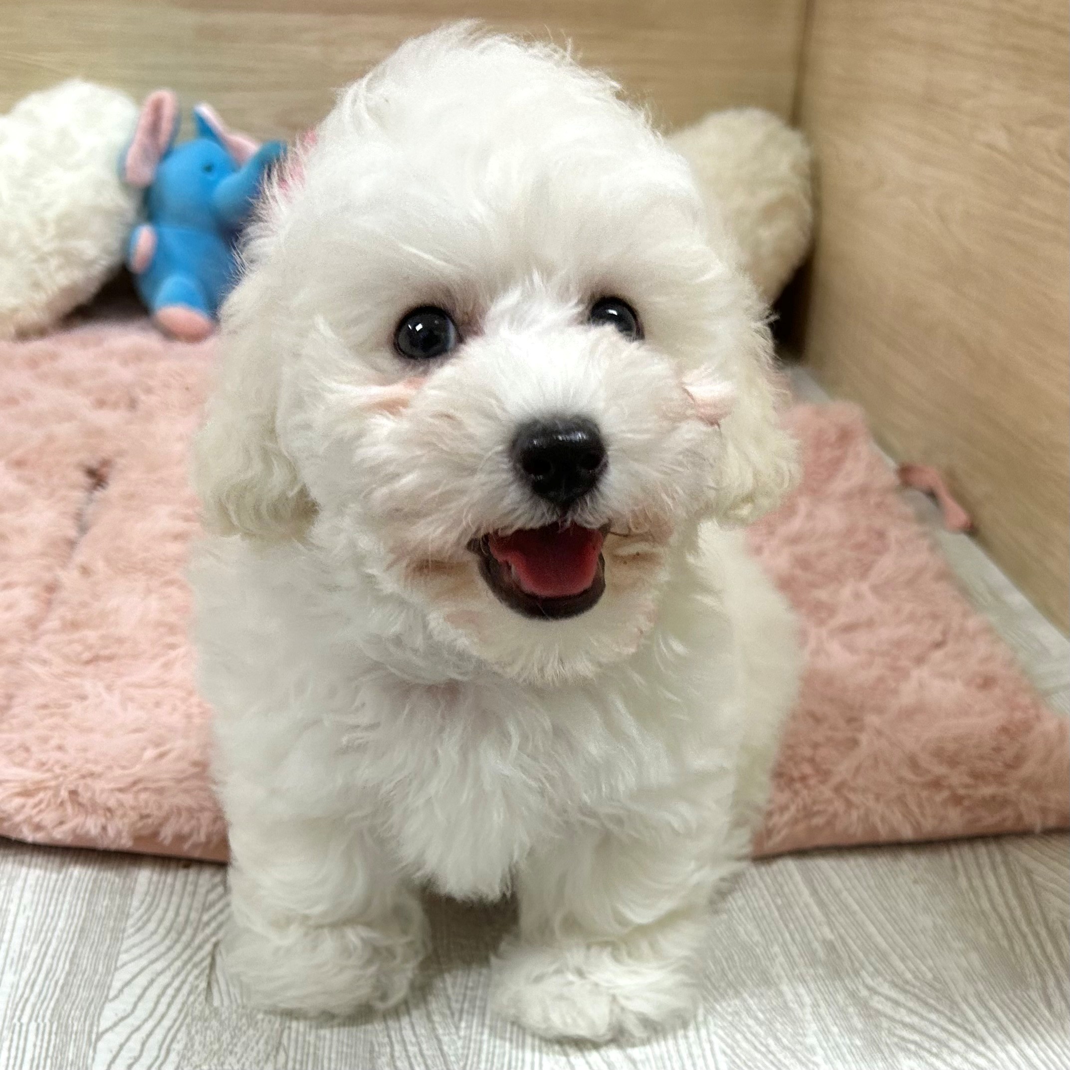 大阪府のトイプードル(トイ) (犬の家＆猫の里そよら東岸和田店/2025年6月23日生まれ/女の子/ホワイト)の子犬の2枚目の画像