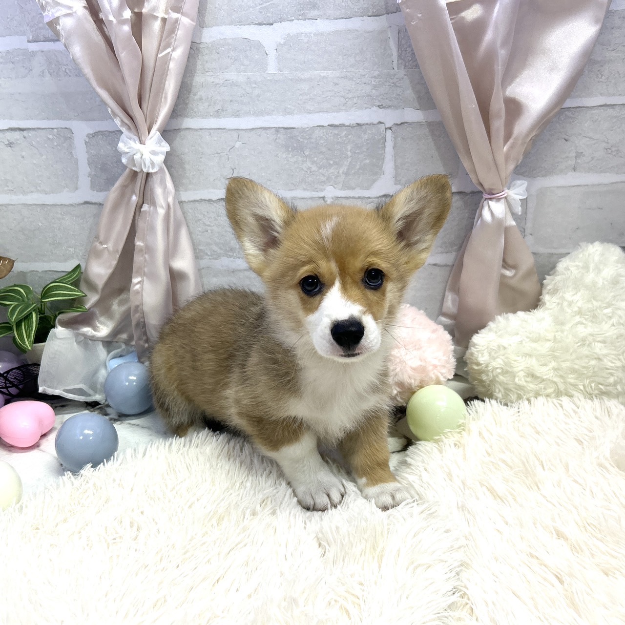 愛知県のウェルシュコーギーペンブローク (犬の家＆猫の里岡崎店/2025年5月13日生まれ/男の子/レッドホワイト)の子犬の2枚目の画像