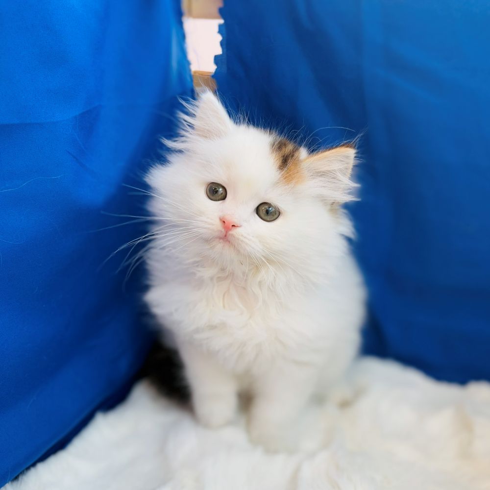 愛知県のスコティッシュストレート (犬の家＆猫の里愛知刈谷店/2025年10月27日生まれ/男の子/ブラウンタビーホワイト)の子猫の1枚目の画像