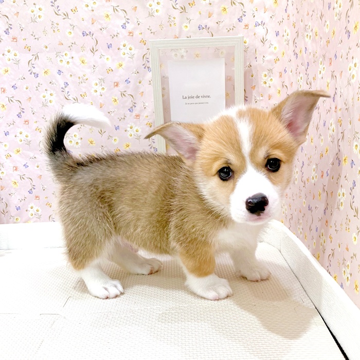 石川県のウェルシュコーギーペンブローク (犬の家＆猫の里金沢店/2025年5月12日生まれ/男の子/レッドホワイト)の子犬の2枚目の画像