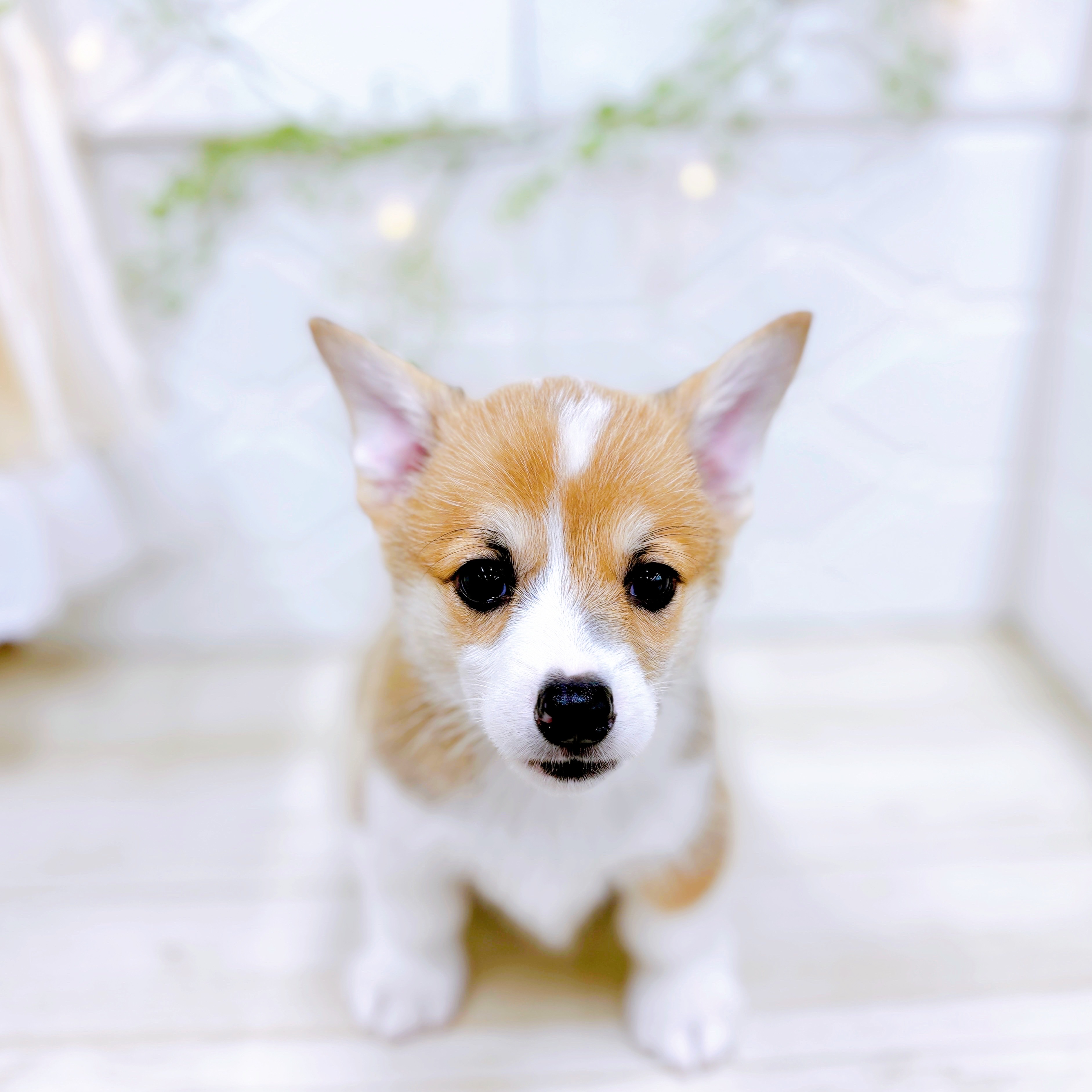 福井県のウェルシュコーギーペンブローク (犬の家＆猫の里アミーゴ福井店/2025年5月12日生まれ/男の子/レッドホワイト)の子犬の1枚目の画像