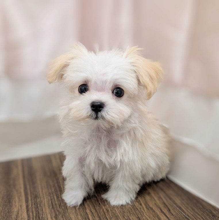 チワマル（マルチワ）の子犬一覧 | ペットショップ 犬の家&猫の
