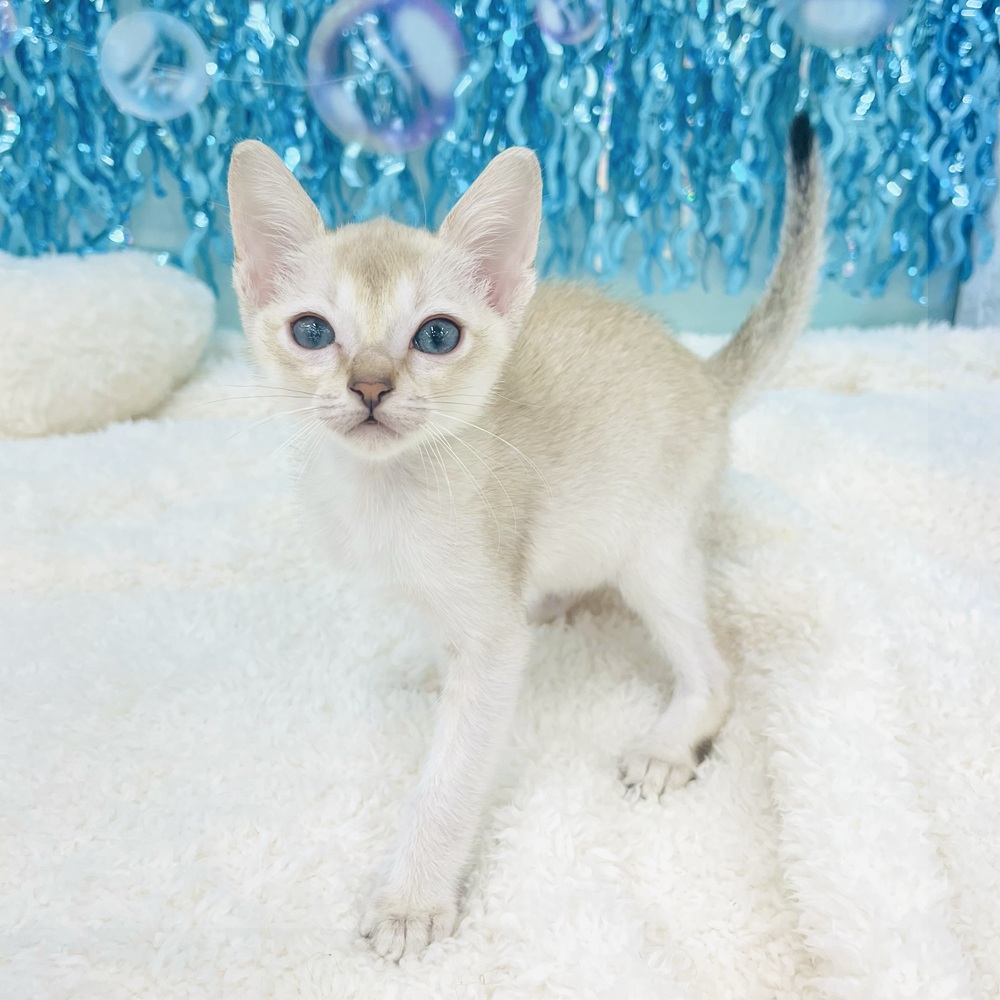 愛知県のシンガプーラ (犬の家＆猫の里エアポートウォーク店/2025年5月12日生まれ/男の子/セピアアグーティ)の子猫の2枚目の画像