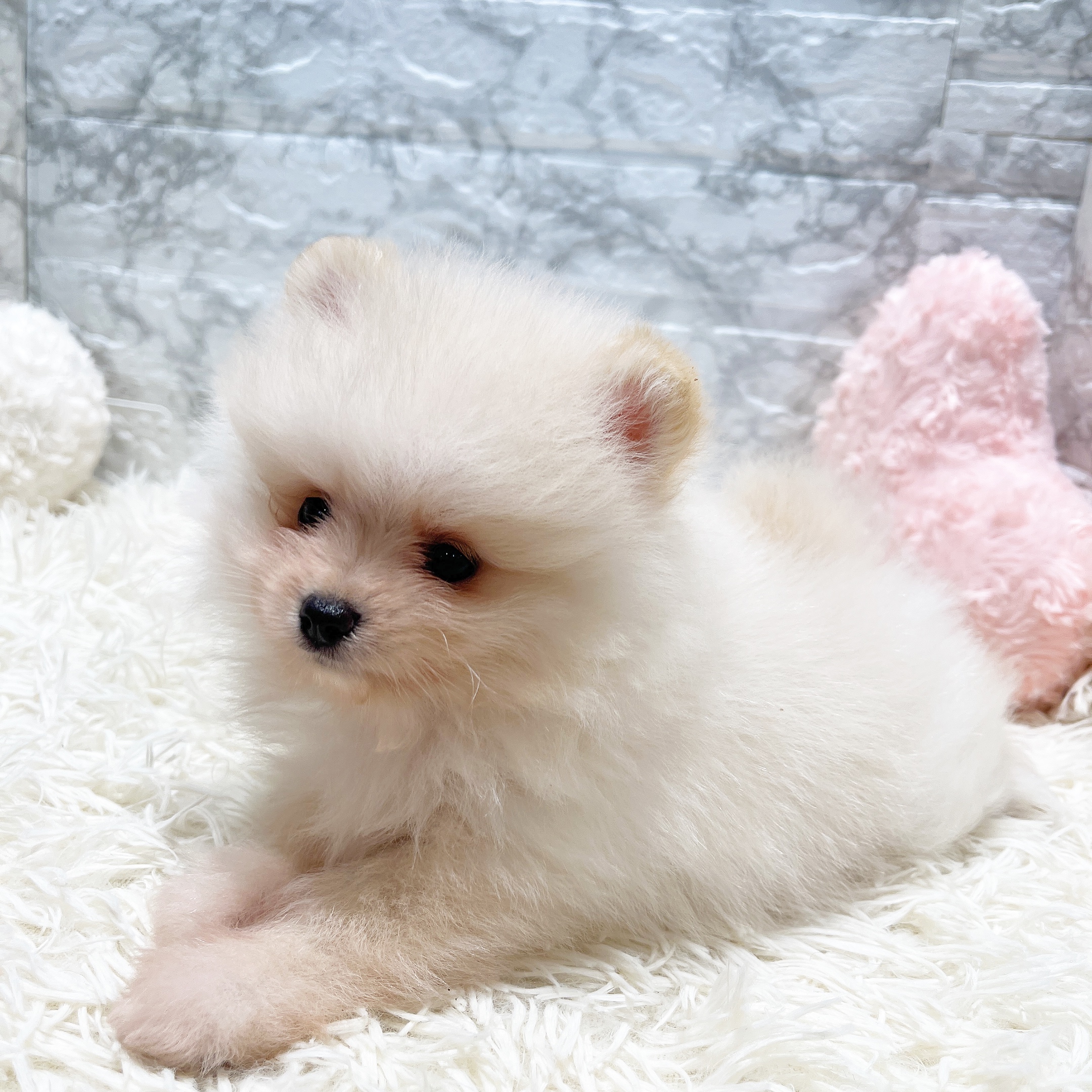 愛知県のポメラニアン (犬の家＆猫の里MiO香久山店/2025年5月14日生まれ/男の子/クリーム)の子犬の2枚目の画像